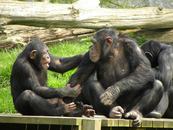 chimpanzees