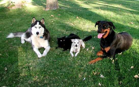 Dogs-1