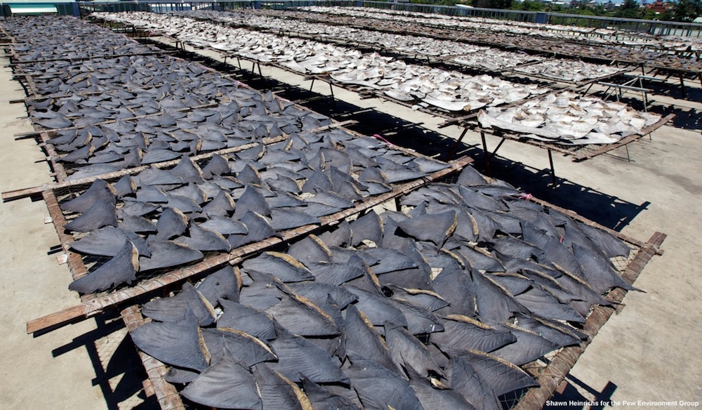 shark-fins-120223