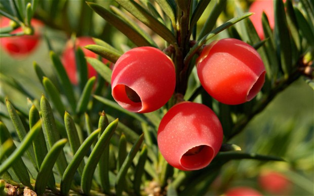 yew-tree 2516174b