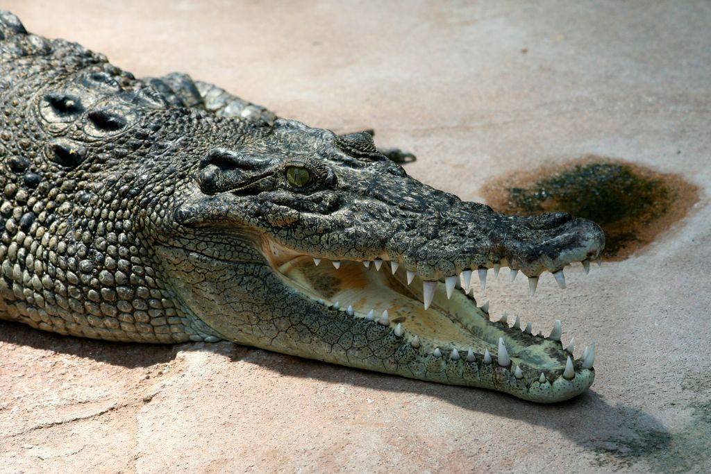 Crocodile_Crocodylus-porosus_amk2