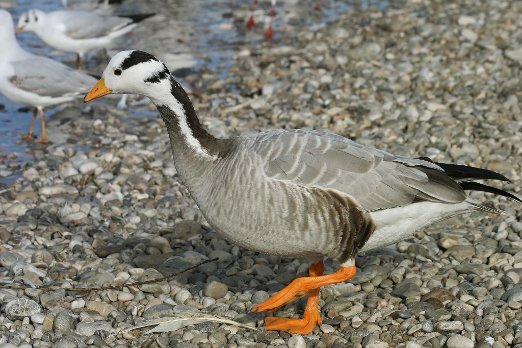 Streifengans_Anser_indicus_4_Richard_Bartz