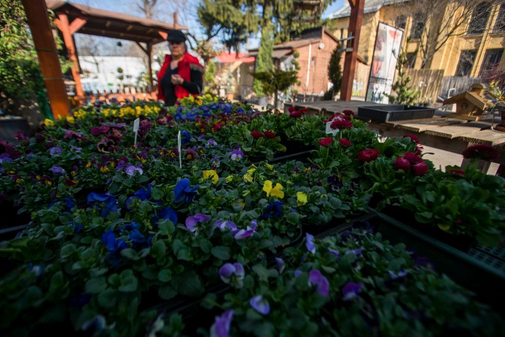 A Borhy Kertészet 2015. március 8-án. Ez az utolsó hétvége, amelynek vasárnapján még korlátozás nélkül nyitva tarthatnak az üzletek. Az Országgyûlés 2014. december 16-án szavazta meg a vasárnapi pihenõnap bevezetését, így március 15-tõl vasárnap már nem lehet dolgoztatni az alkalmazottakat a kereskedelemben, pihenõnap jár nekik. A 200 négyzetméternél kisebb üzletek azonban kinyithatnak a hét utolsó napján is, ha csak a tulajdonos vagy családtagja dolgozik benne. MTI Fotó: Balogh Zoltán