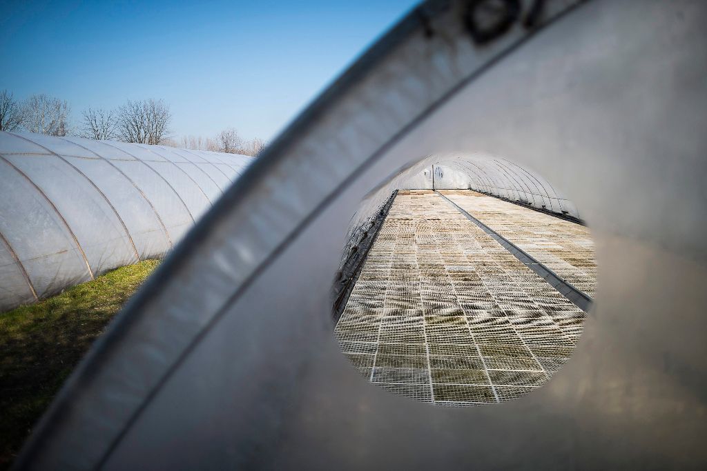 Tõzegbe vetett dohánymagokkal teli tálcák a dohánypalánták neveléséhez használt, vízzel elárasztott fóliasátorban a Petri Mezõgazdasági és Szolgáltató Szövetkezet telephelyén Pócspetriben 2015. március 20-án. A szövetkezetben a dohányszezon kezdeteként mintegy 25,5 millió magot vetnek el az erre kialakított 150 ezer tálcába. Az ebbõl kikelt húszmillió palánta ezer hektárra, a magyarországi termõterület egyötödére lesz elég. MTI Fotó: Balázs Attila