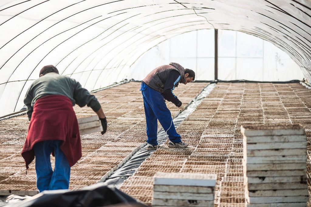Mezõgazdasági dolgozók fóliára teszik a tõzegbe vetett dohánymagokkal teli tálcákat a dohánypalánták neveléséhez használt fóliasátorban a Petri Mezõgazdasági és Szolgáltató Szövetkezet telephelyén Pócspetriben 2015. március 20-án. A szövetkezetben a dohányszezon kezdeteként mintegy 25,5 millió magot vetnek el az erre kialakított 150 ezer tálcába. Az ebbõl kikelt húszmillió palánta ezer hektárra, a magyarországi termõterület egyötödére lesz elég. MTI Fotó: Balázs Attila