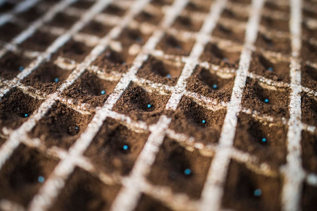 Tõzegbe vetett dohánymagokkal teli tálca a dohánypalánták neveléséhez használt fóliasátorban a Petri Mezõgazdasági és Szolgáltató Szövetkezet telephelyén Pócspetriben 2015. március 20-án. A szövetkezetben a dohányszezon kezdeteként mintegy 25,5 millió magot vetnek el az erre kialakított 150 ezer tálcába. Az ebbõl kikelt húszmillió palánta ezer hektárra, a magyarországi termõterület egyötödére lesz elég. MTI Fotó: Balázs Attila