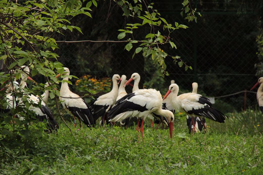 Fehér gólyák a kőszegi Chernel-kertben