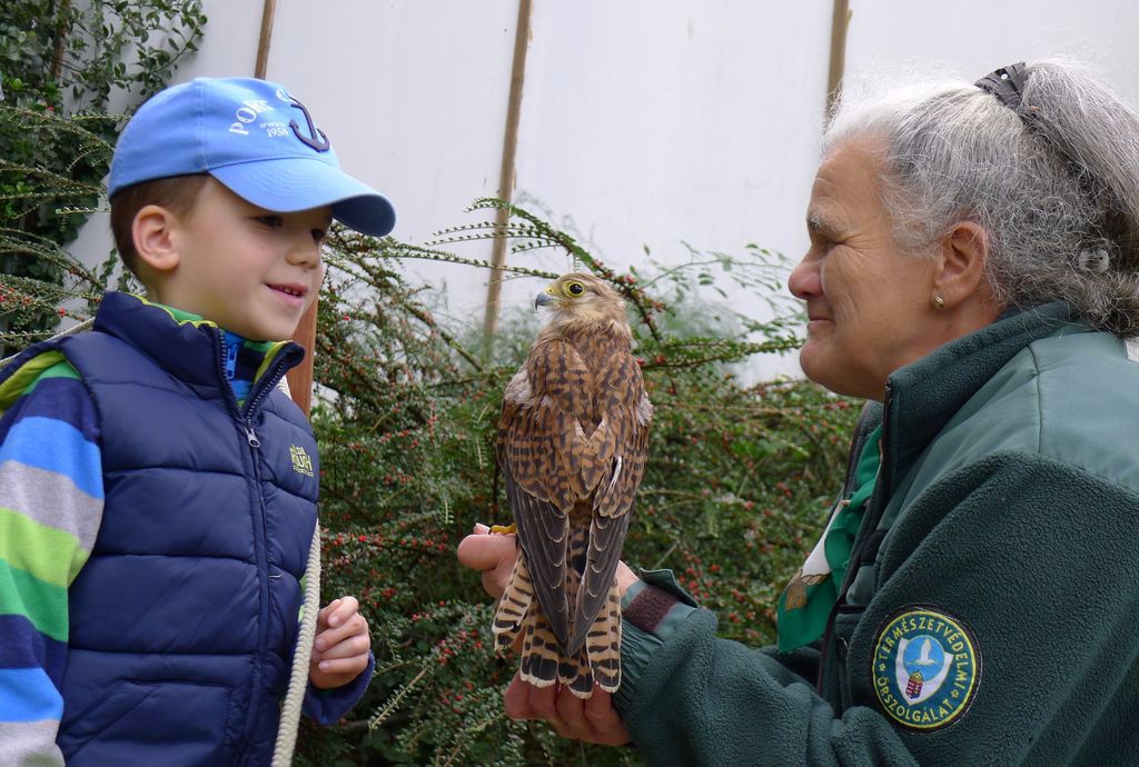 Ismerkedés a vörös vércsével
