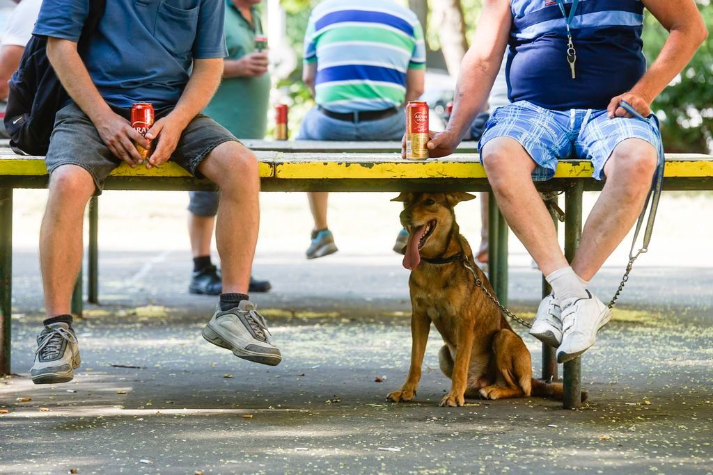 Budapest, 2015. július 22. Kutya hûsöl az árnyékban a kánikulában, miközben férfiak dobozos sört isznak egy beton pingpongasztalon ülve az újpalotai lakótelepen 2015. július 22-én. MTI Fotó: Balogh Zoltán