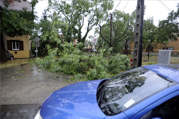 Budapest, 2015. július 8. A viharban letört ágak Budapesten, a XIX. kerületi Wekerle-telepen 2015. július 8-án. MTI Fotó: Mihádák Zoltán