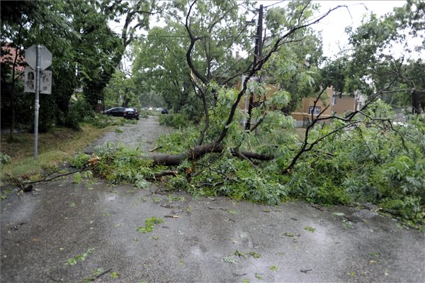 Budapest, 2015. július 8. A viharban letört ágak Budapesten, a XIX. kerületi Wekerle-telepen 2015. július 8-án. MTI Fotó: Mihádák Zoltán