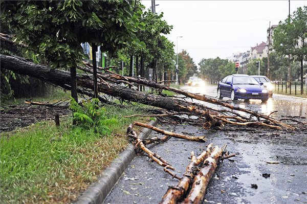 Budapest, 2015. július 8. A viharban kidőlt fá Budapest XIV. kerületében, a Róna utcában 2015. július 8-án. MTI Fotó: Lakatos Péter
