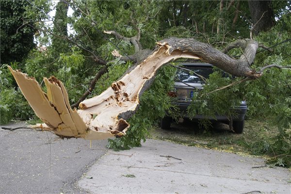 Csongrád, 2015. július 8. A szélviharban kidőlt és egy autóra zuhant fa Csongrádon, a Justh Gyula utcában 2015. július 8-án. MTI Fotó: Donka Ferenc