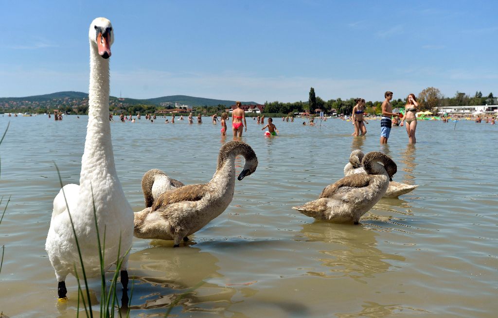Velence, 2015. augusztus 1. Hattyúk és fürdõzõk a Velencei-tóban a Velence Korzó szabadstrandon 2015 augusztus 1-jén. A szakhatóságok megállapították, hogy a tó partján három úgynevezett szabadstrand, vagyis természetes fürdõhely nem rendelkezik engedéllyel. A Fejér Megyei Kormányhivatal e három fürdõhely mûködtetését felfüggesztette. A tó partján tíz kijelölt, engedéllyel rendelkezõ fürdõhely mûködik, köztük a Velence Korzó szabadstrand. MTI Fotó: Máthé Zoltán