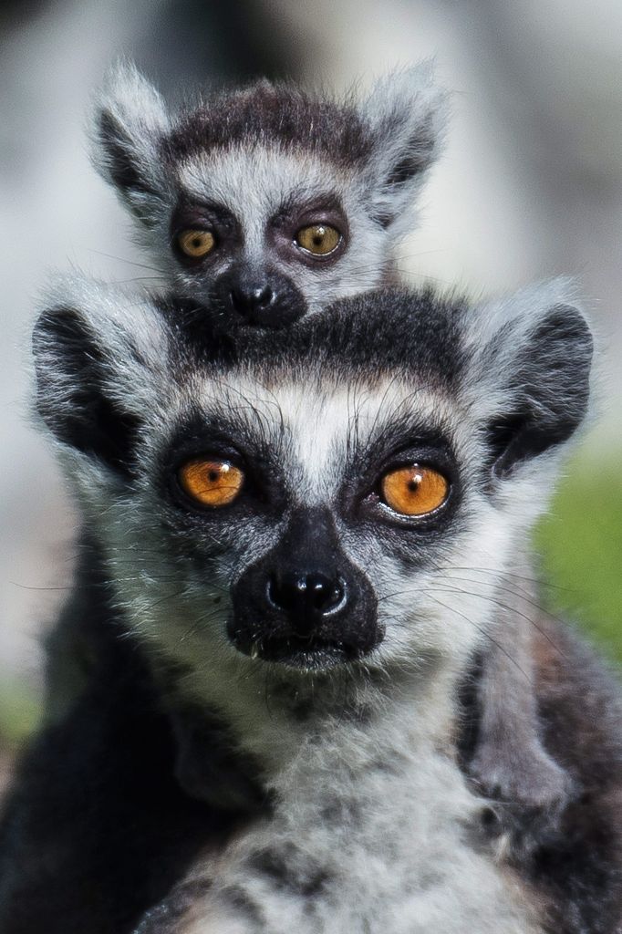 Kecskemét, 2016. április 13. A Kecskeméti Vadaspark egyik március végén született gyûrûsfarkú maki kölyke családtagjával kifutójukban 2016. április 13-án. MTI Fotó: Ujvári Sándor