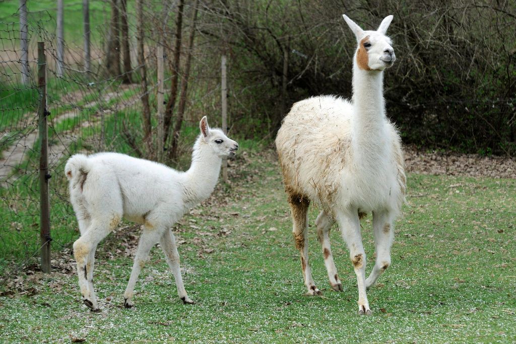 Szeged, 2016. április 1. Hathetes lámacsikó (Lama glama) anyjával a Szegedi Vadasparkban 2016. április 1-jén. MTI Fotó: Kelemen Zoltán Gergely