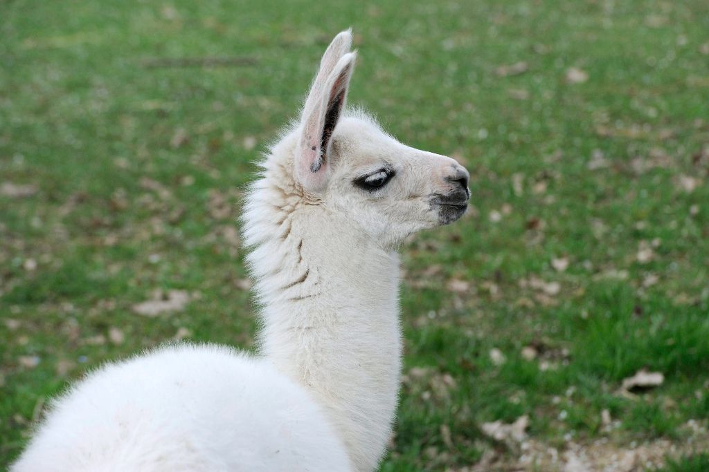 Szeged, 2016. április 1. Hathetes lámacsikó (Lama glama) a Szegedi Vadasparkban 2016. április 1-jén. MTI Fotó: Kelemen Zoltán Gergely