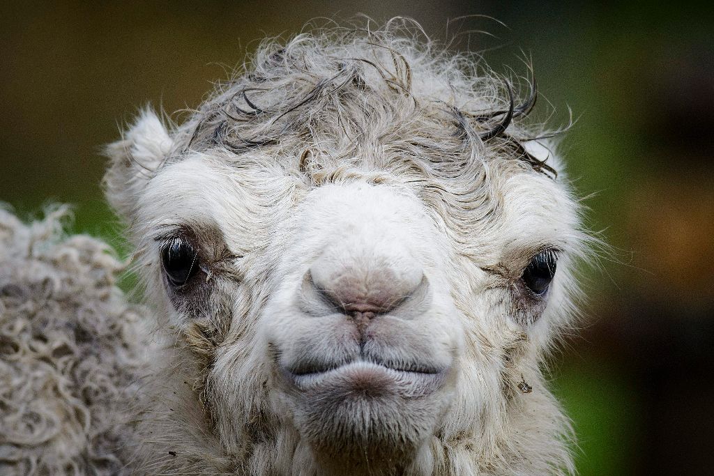 Debrecen, 2016. március 30. Kétpúpú tevecsikó a Debreceni Állat- és Növénykertben 2016. március 30-án. A húsvétvasárnap született kis csõdör a szülõk hatodik csikója, amely már születése napján lábra állt és kicsit bizonytalan léptekkel járkált is anyja körül a kifutóban. MTI Fotó: Czeglédi Zsolt