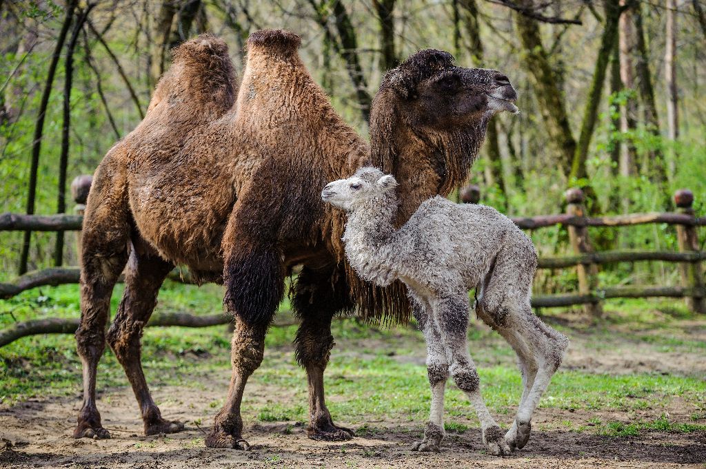 Debrecen, 2016. március 30. Kétpúpú tevecsikó anyja mellett a Debreceni Állat- és Növénykertben 2016. március 30-án. A húsvétvasárnap született kis csõdör a szülõk hatodik csikója, amely már születése napján lábra állt és kicsit bizonytalan léptekkel járkált is anyja körül a kifutóban. MTI Fotó: Czeglédi Zsolt