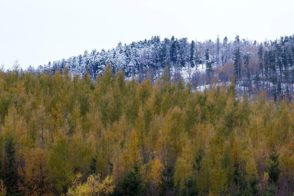 Velem, 2016. november 7. Behavazott domboldal a Kõszegi-hegységben Velem közelében 2016. november 7-én.  MTI Fotó: Varga György