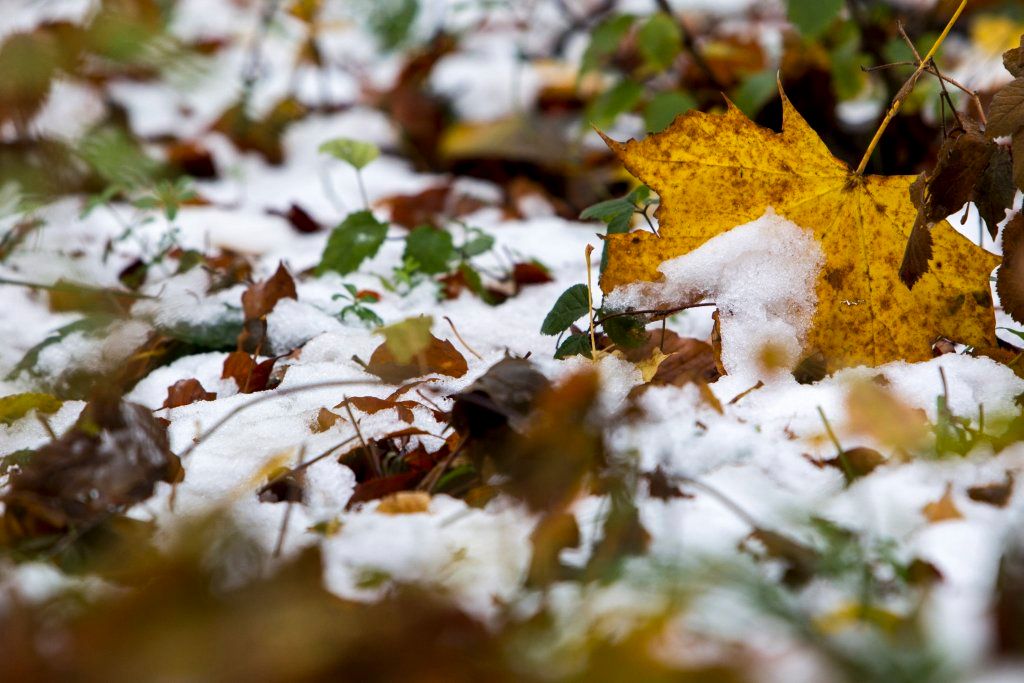 Velem, 2016. november 7. Behavazott falevelek a Kõszegi-hegységben Velem közelében 2016. november 7-én.  MTI Fotó: Varga György