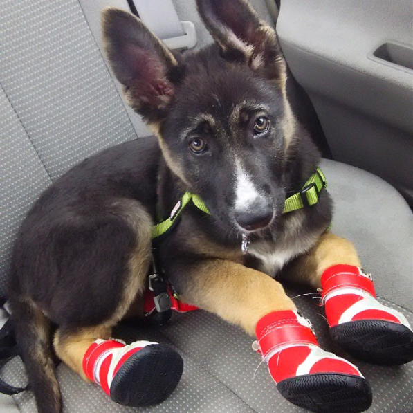 sub-buzz-4980-1479161863-1